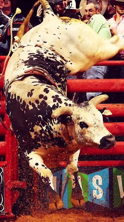 Touros de rodeio no GenScience Bucking Bulls