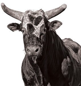 Bushwacker